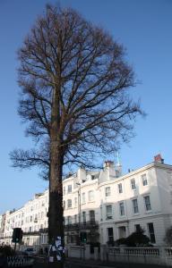 elm IMG_4268