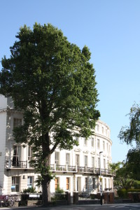 The Seven Dials elm